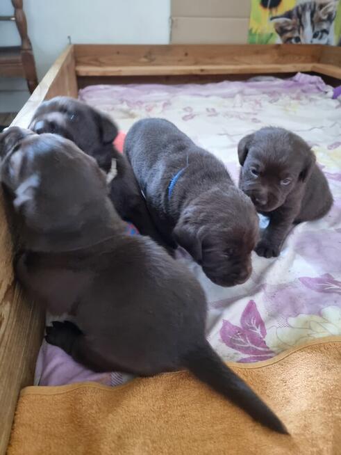 Labrador Retriever szczeniaki FCI ZkwP o/Wrocław