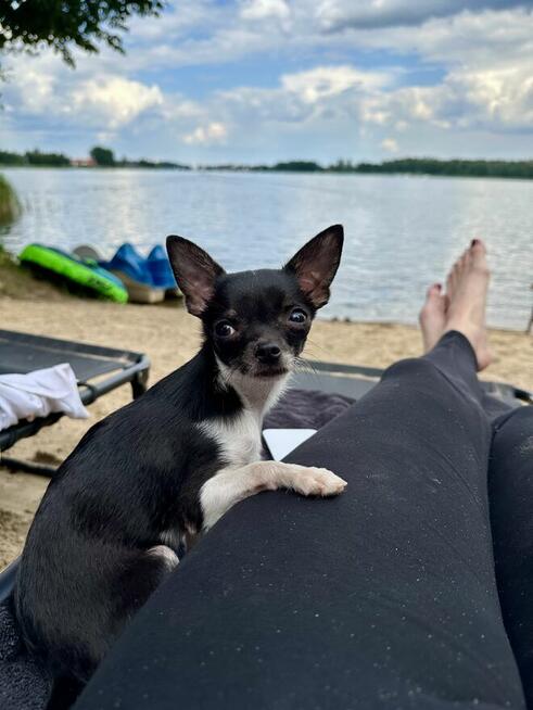 Suczka chihuahua ZKwP FCI