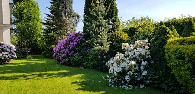 Projektowanie ogrodów, zakładanie ogrodów, tarasy z drewna