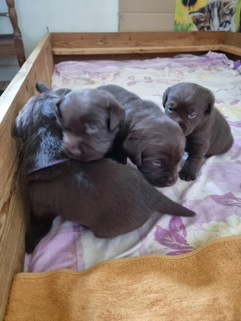 Labrador Retriever szczeniaki FCI ZkwP o/Wrocław