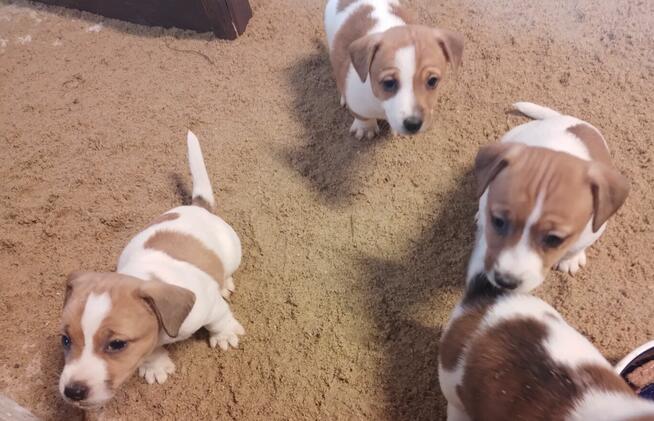 Jack russell terrier