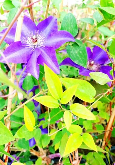 Rośliny -wyprzedaż-Giżycko i okolice