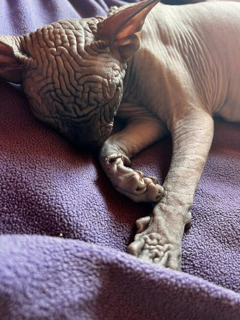 Adopcja 3 koty 1-3l , Czarna Pointka Sphynx i Bambino️ toy