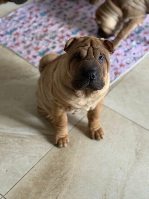 Hodowla rasy shar pei Red Folds pr szczeniąt ur. 22.06.2025