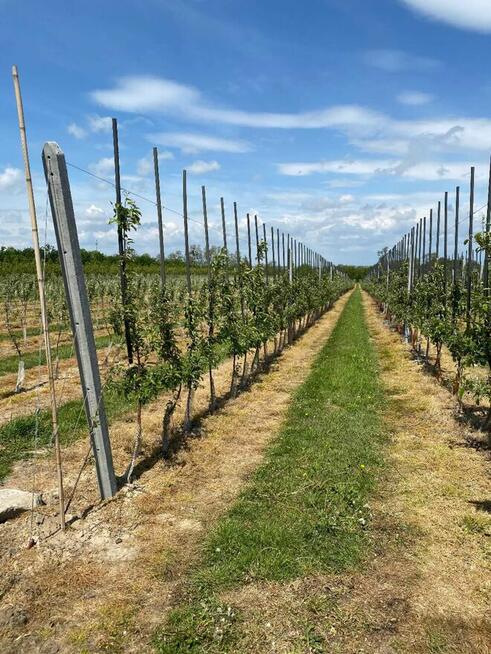 tyczki/paliki sadownicze wykonane z plastiku PVC