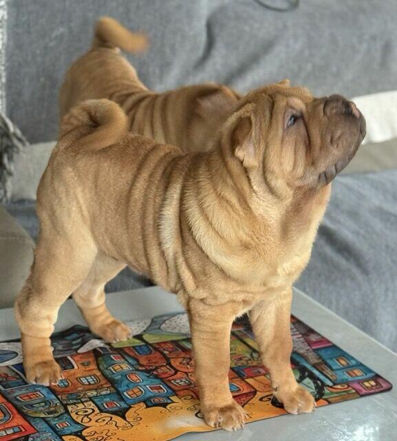 Hodowla rasy shar pei Red Folds pr szczeniąt ur. 22.06.2025