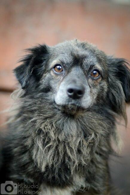 Hojrak - niewielki psiak z wielkim sercem szuka domu!