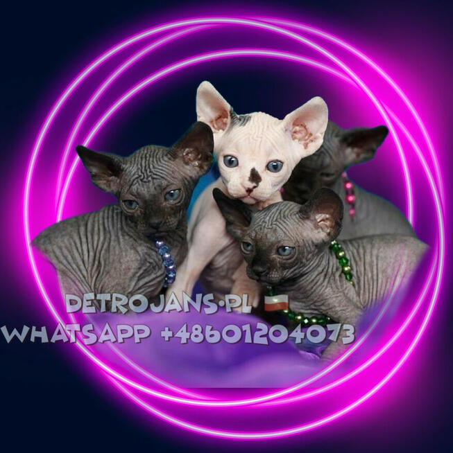 2 kotki i On czekają na Domek ( pomoc w transporcie)