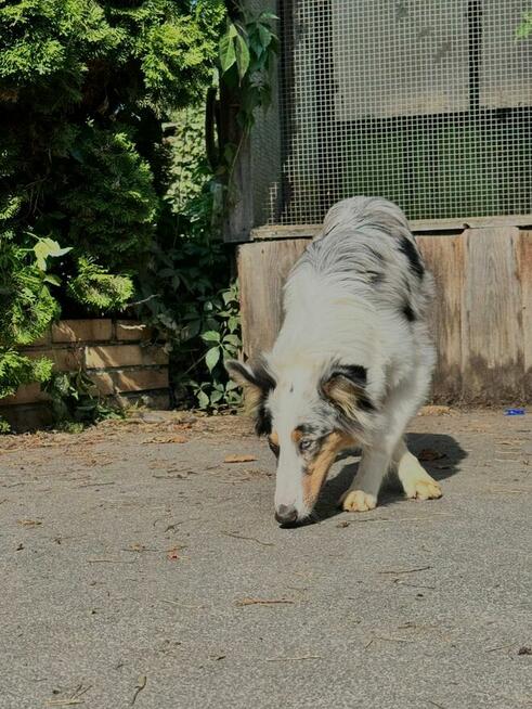 Owczarek szkocki collie dwa niebieskie oczka