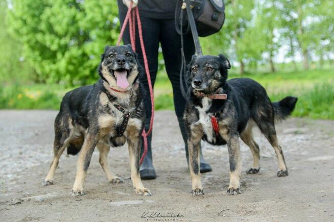 Megi i Pegi - cudowne siostry od szczeniaka w schronisku!