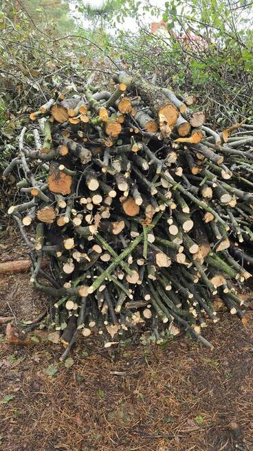 Jabłonka po wycince