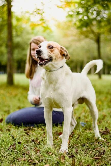 Rudi-biało-brązowy mlody pies do adopcji