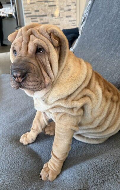 Hodowla rasy shar pei Red Folds pr szczeniąt ur. 22.06.2025