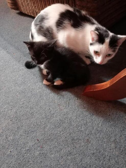 Dwa małe kotki do oddania.