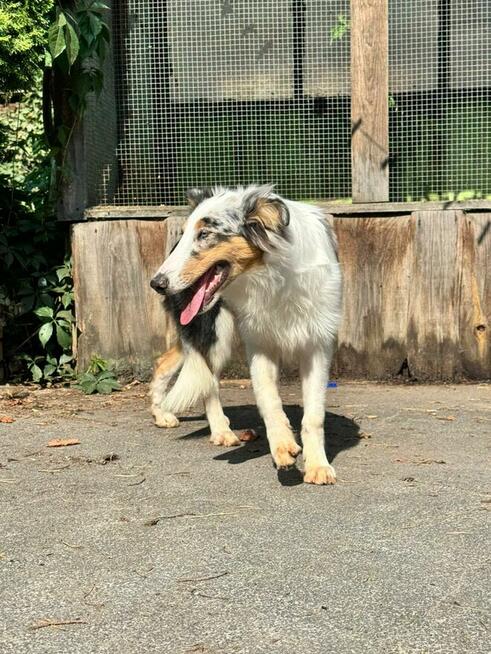 Owczarek szkocki collie dwa niebieskie oczka