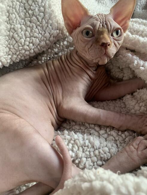 Sphynx • Sfonks i Likwidacja hodowli dorosle Kotetki • Wawa