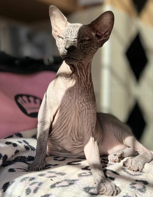 Płatna A/D ️ Gloria to mega Przytulas bardzo grzeczna Przek