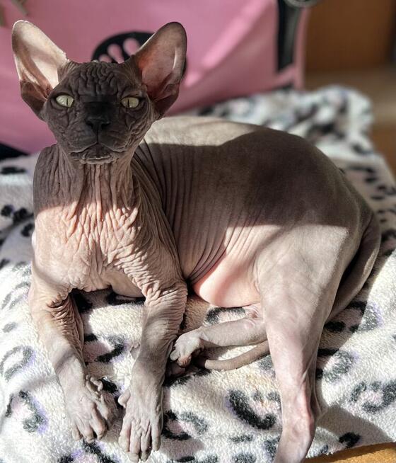 Płatna A/D ️ Gloria to mega Przytulas bardzo grzeczna Przek