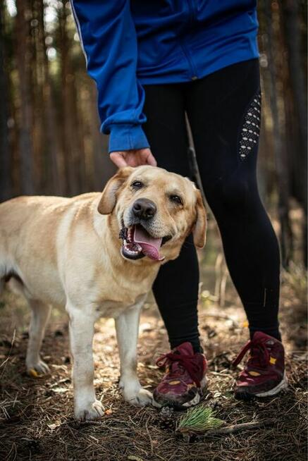 Dżeki-biszkoptowy labrador czeka na dom - adopcja