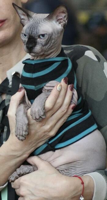 Sphynx • Sfonks i Likwidacja hodowli dorosle Kotetki • Wawa