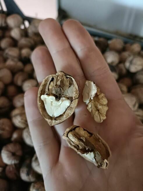 Sprzedam orzech włoski w skorupce