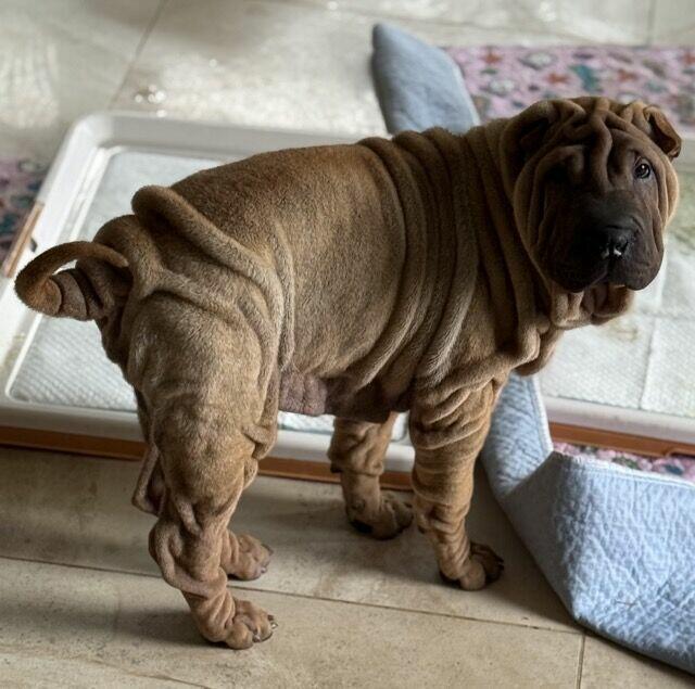Hodowla rasy shar pei Red Folds pr szczeniąt ur. 22.06.2025