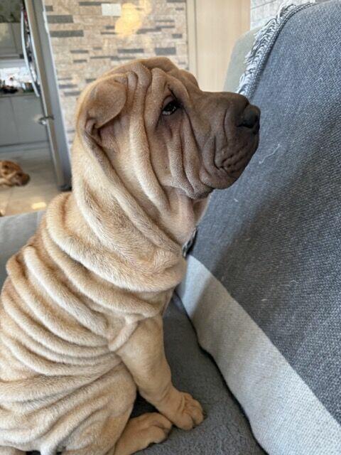 Hodowla rasy shar pei Red Folds pr szczeniąt ur. 22.06.2025