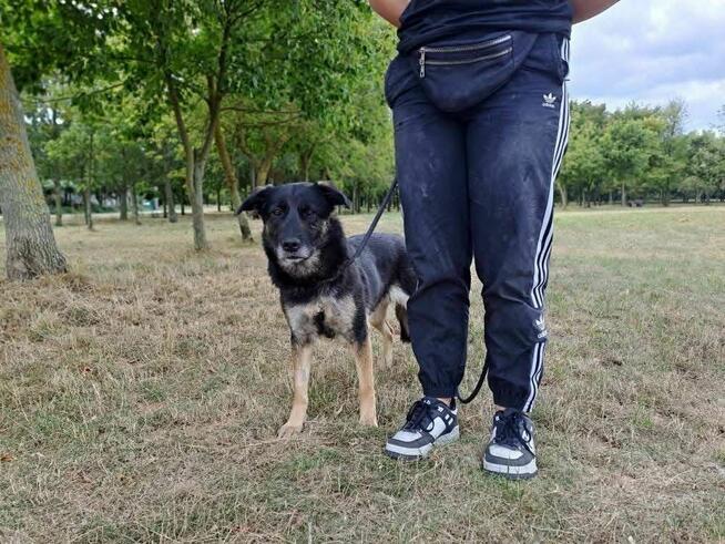 Suzi-delikatna średniej wielkości suczka do adopcji