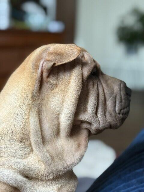 Hodowla rasy shar pei Red Folds pr szczeniąt ur. 22.06.2025