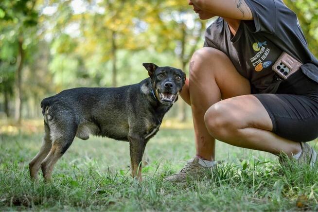 Bronek - delikatny młody pies bez ogonka czeka na dom-adopcja