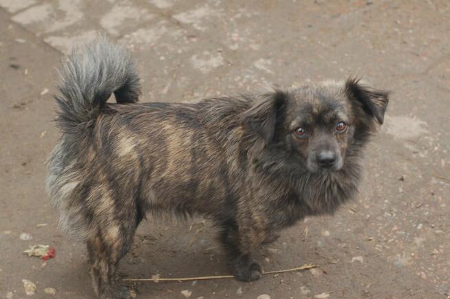 Hojrak - niewielki psiak z wielkim sercem szuka domu!