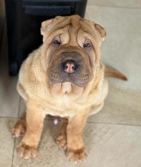 Hodowla rasy shar pei Red Folds pr szczeniąt ur. 22.06.2025