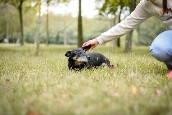 Agatka-nieśmiała mała suczka czeka na cierpliwy dom