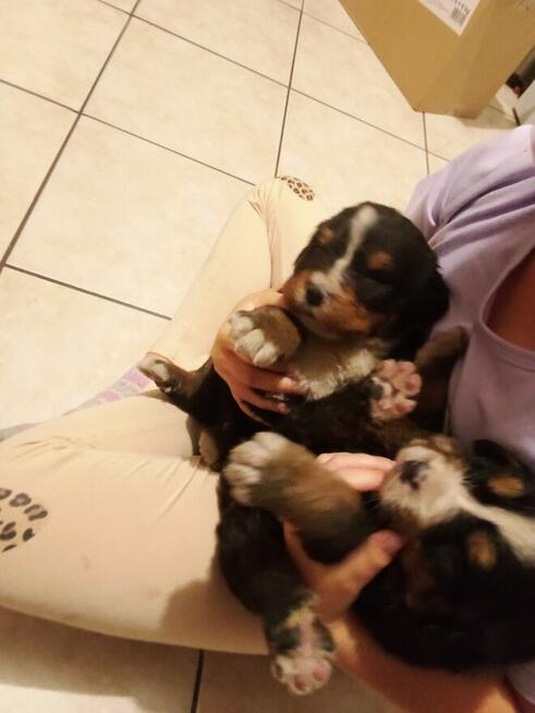 Berneńskie Psy Pasterskie