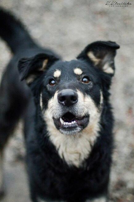 Uratowany od śmierci Pixel szuka domu!