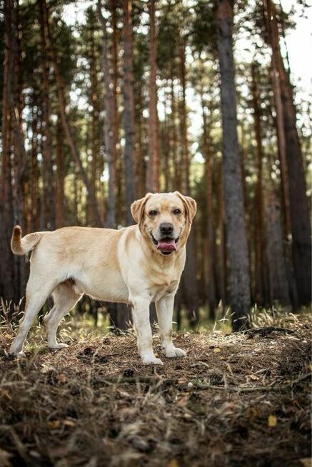 Dżeki-biszkoptowy labrador czeka na dom - adopcja