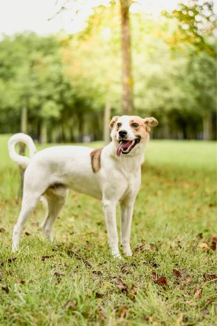 Rudi-biało-brązowy mlody pies do adopcji