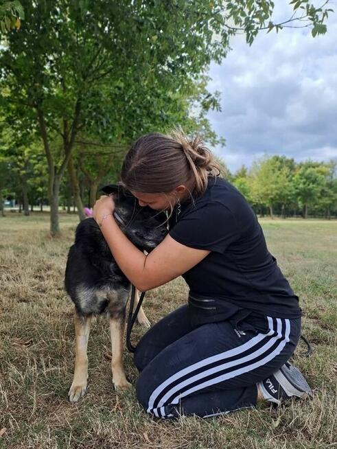 Suzi-delikatna średniej wielkości suczka do adopcji
