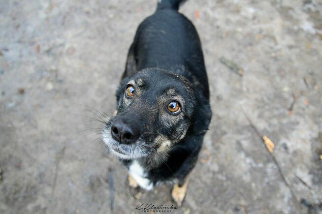 Megi i Pegi - cudowne siostry od szczeniaka w schronisku!