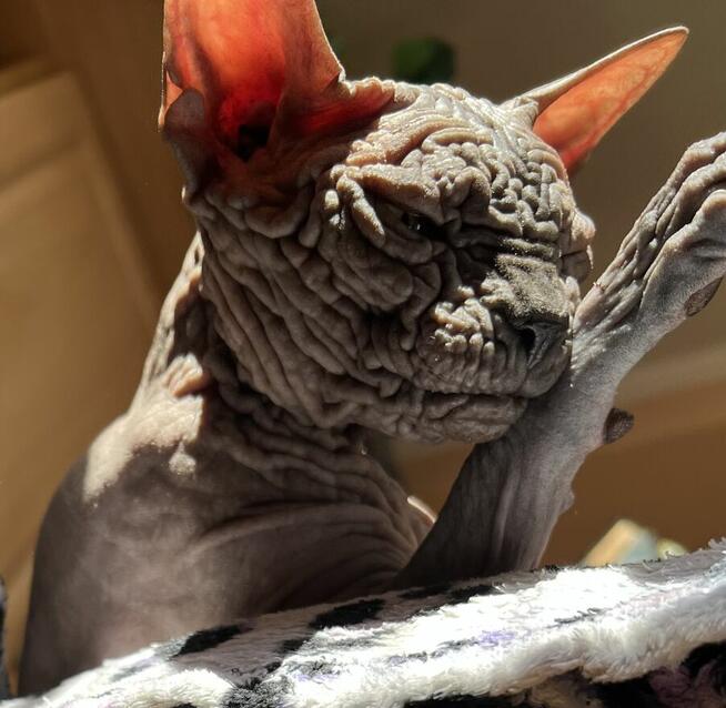 Płatna A/D ️ Gloria to mega Przytulas bardzo grzeczna Przek