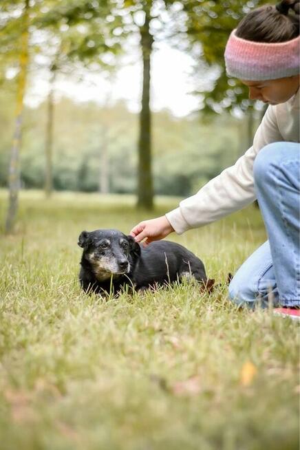 Agatka-nieśmiała mała suczka czeka na cierpliwy dom