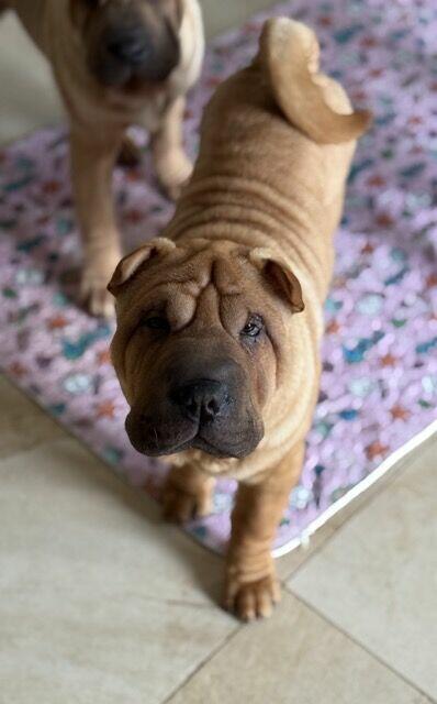 Hodowla rasy shar pei Red Folds pr szczeniąt ur. 22.06.2025