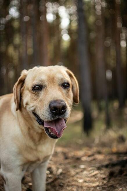 Dżeki-biszkoptowy labrador czeka na dom - adopcja