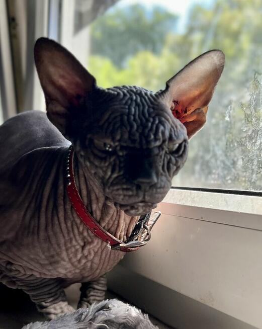 Adopcja 3 koty 1-3l , Czarna Pointka Sphynx i Bambino️ toy