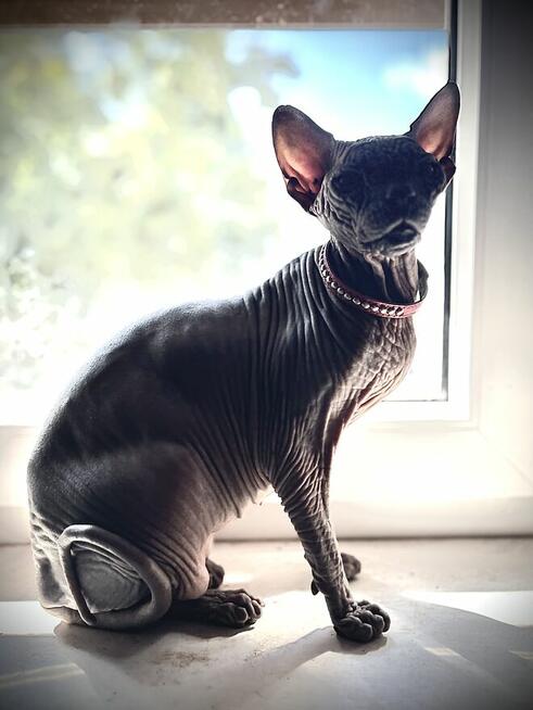 Adopcja 3 koty 1-3l , Czarna Pointka Sphynx i Bambino️ toy