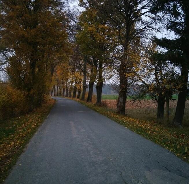 Działka rolna 90 065 m2 pod lasem