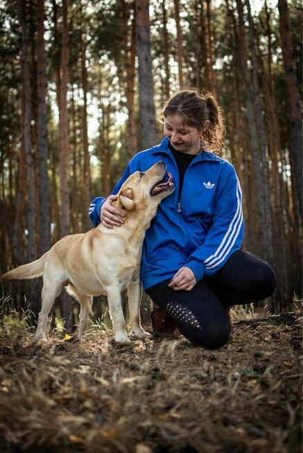 Dżeki-biszkoptowy labrador czeka na dom - adopcja