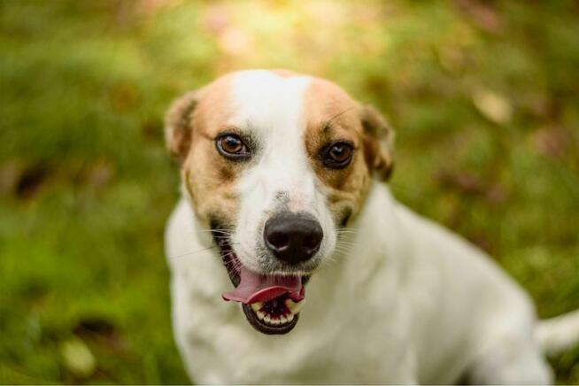 Rudi-biało-brązowy mlody pies do adopcji