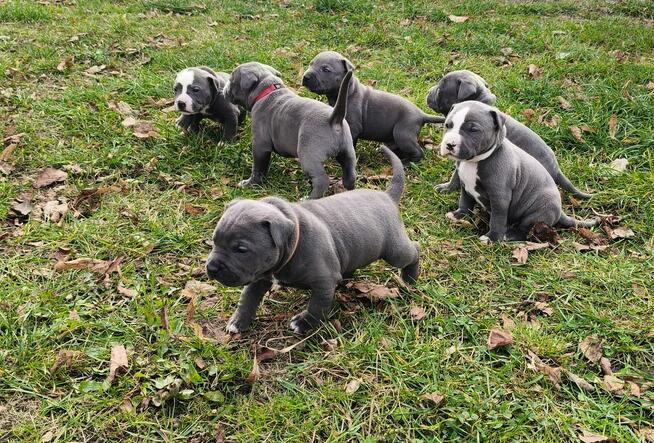 American Pit Bull Terrier