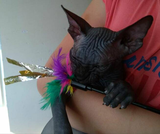 Sphynx • Sfonks i Likwidacja hodowli dorosle Kotetki • Wawa